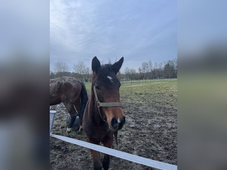 Hannoveraan Mix Merrie 1 Jaar 170 cm Bruin in Marienfels