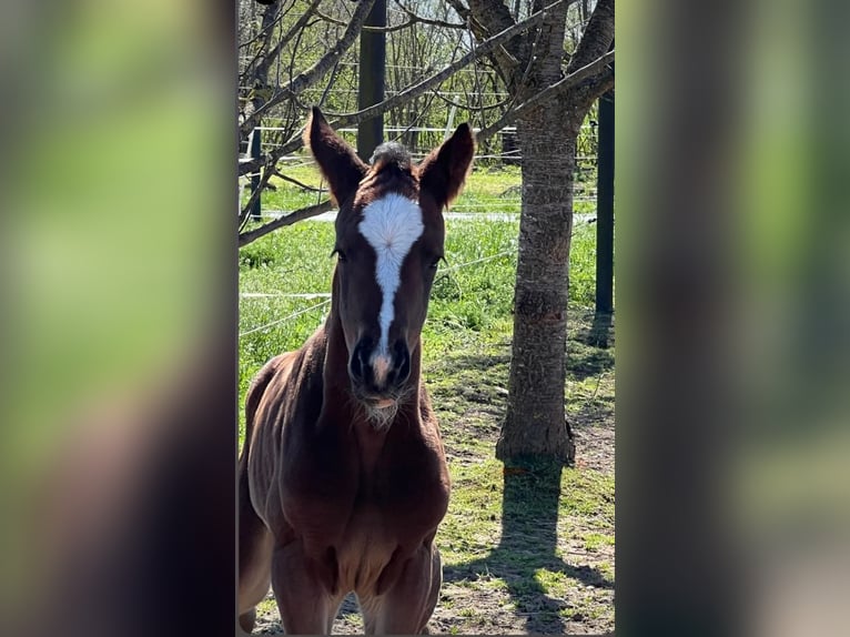 Hannoveraan Merrie 1 Jaar 170 cm Bruin in Stallhofen