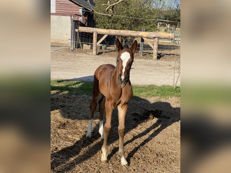 Hannoveraan Merrie 1 Jaar 170 cm Bruin in Stallhofen