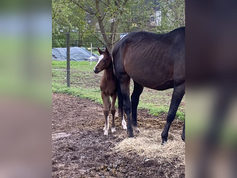 Hannoveraan Merrie 1 Jaar 170 cm Bruin in Stallhofen