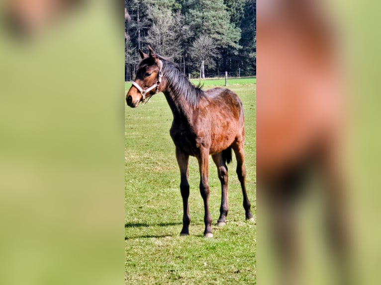 Hannoveraan Merrie 1 Jaar 170 cm Bruin in Bomlitz