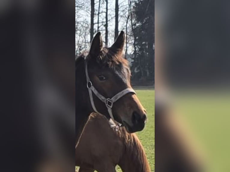 Hannoveraan Merrie 1 Jaar 170 cm Bruin in Bomlitz