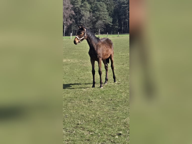 Hannoveraan Merrie 1 Jaar 170 cm Bruin in Bomlitz