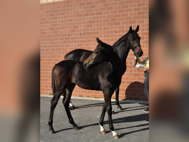 Hannoveraan Merrie 1 Jaar 170 cm Donkerbruin in Ochtersum