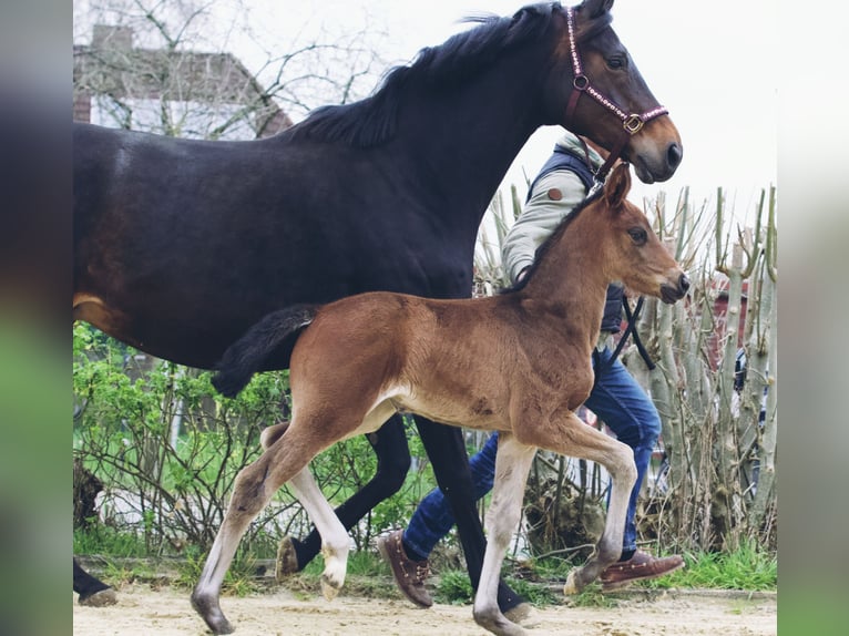 Hannoveraan Merrie 1 Jaar 170 cm Donkerbruin in Heilshoop