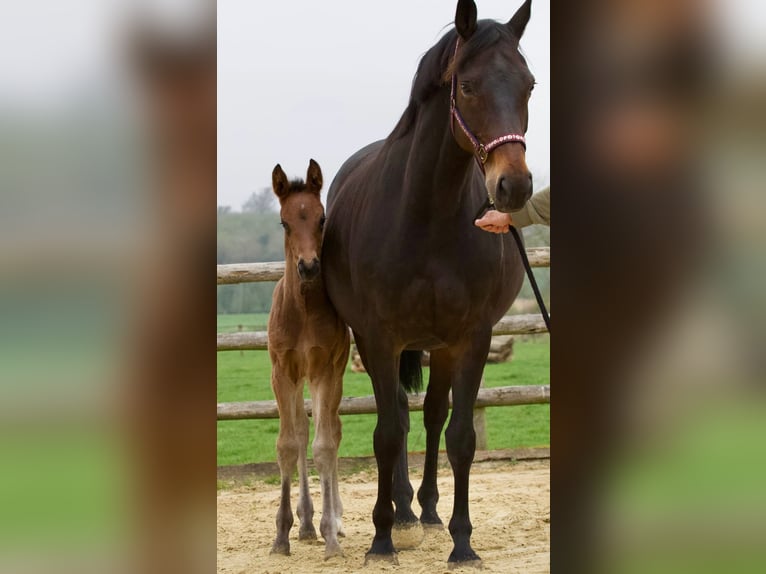 Hannoveraan Merrie 1 Jaar 170 cm Donkerbruin in Heilshoop