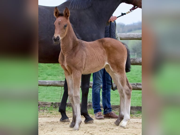 Hannoveraan Merrie 1 Jaar 170 cm Donkerbruin in Heilshoop