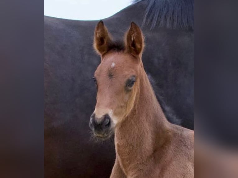 Hannoveraan Merrie 1 Jaar 170 cm Donkerbruin in Heilshoop