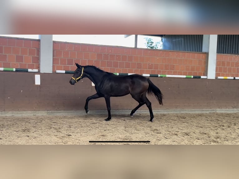 Hannoveraan Merrie 1 Jaar 170 cm Donkerbruin in Langwedel