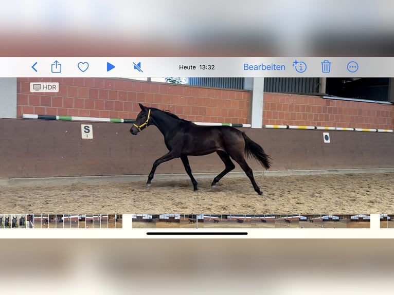 Hannoveraan Merrie 1 Jaar 170 cm Donkerbruin in Langwedel