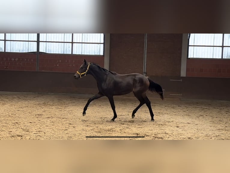 Hannoveraan Merrie 1 Jaar 170 cm Donkerbruin in Langwedel