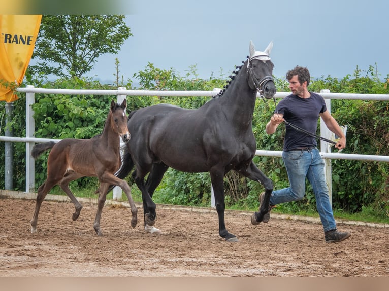 Hannoveraan Merrie 1 Jaar 170 cm Donkerbruin in Hetschburg