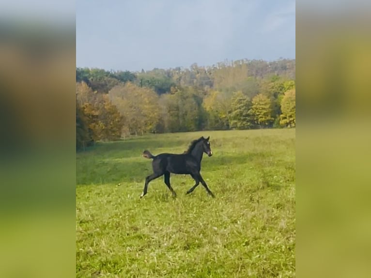 Hannoveraan Merrie 1 Jaar 170 cm Donkerbruin in Hetschburg