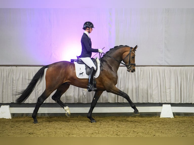 Hannoveraan Merrie 1 Jaar 170 cm Donkerbruin in Hetschburg