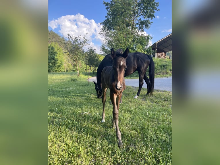 Hannoveraan Merrie 1 Jaar 170 cm Donkerbruin in Hetschburg