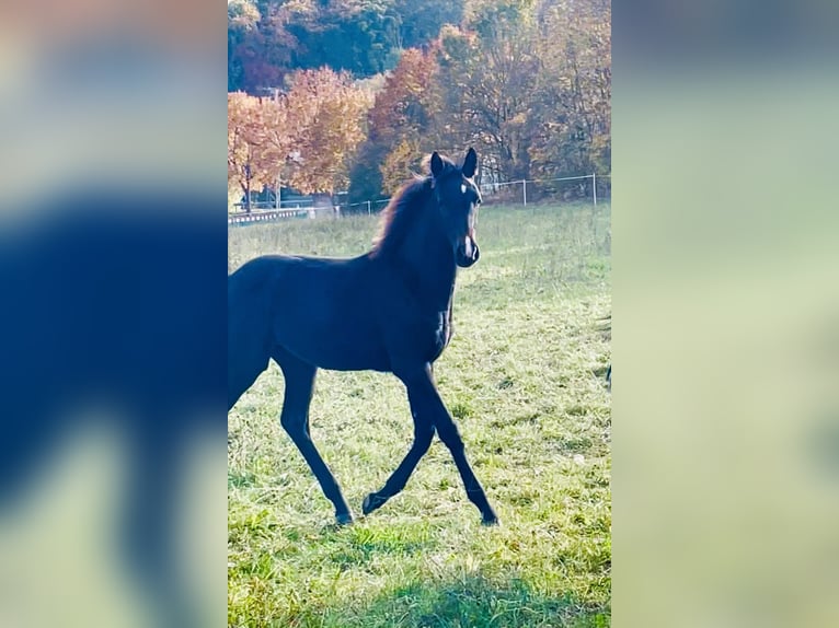 Hannoveraan Merrie 1 Jaar 170 cm Donkerbruin in Hetschburg