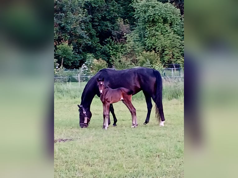 Hannoveraan Merrie 1 Jaar 170 cm Donkerbruin in Hetschburg