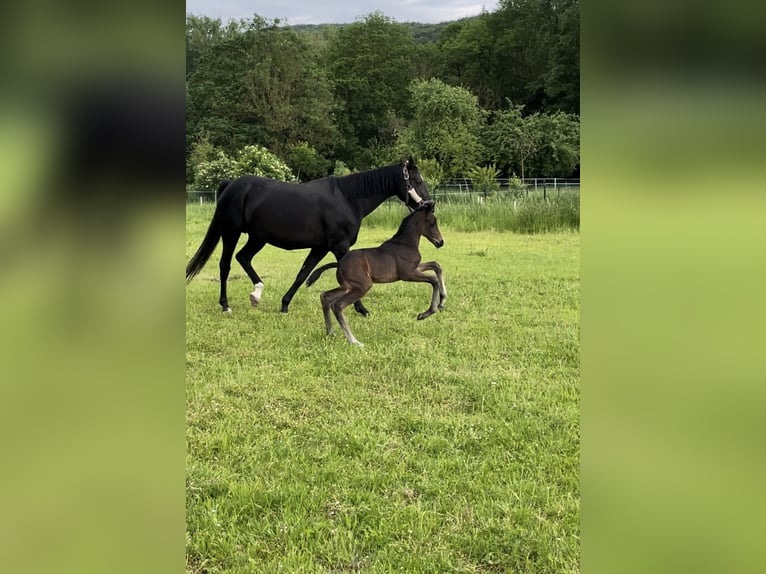 Hannoveraan Merrie 1 Jaar 170 cm Donkerbruin in Hetschburg