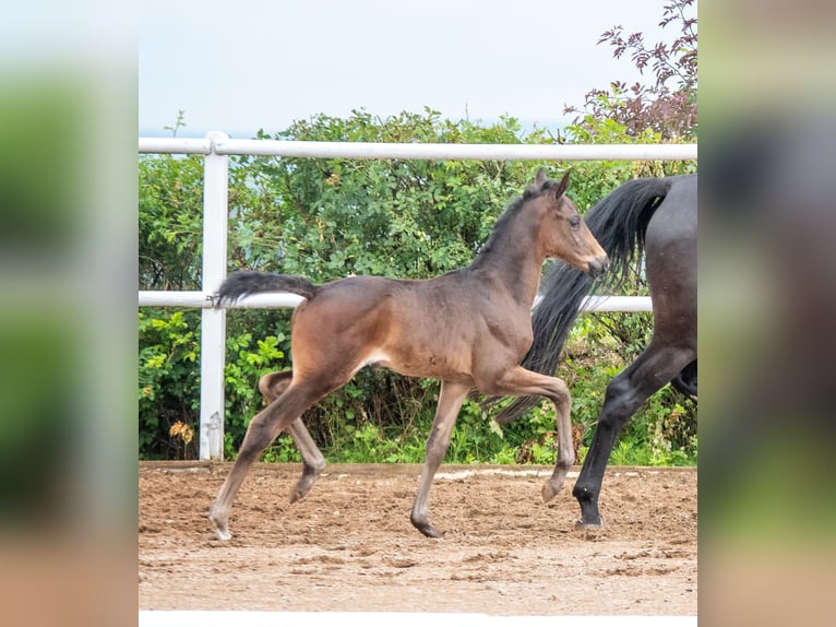 Hannoveraan Merrie 1 Jaar 170 cm Donkerbruin in Hetschburg