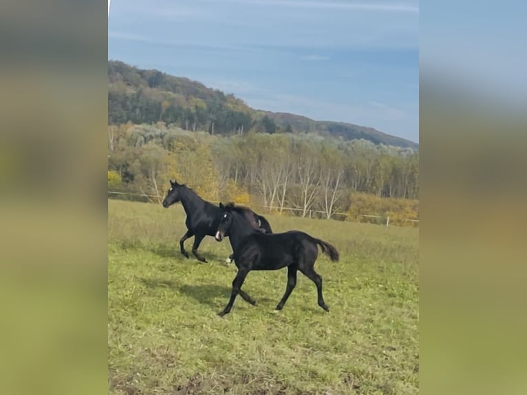 Hannoveraan Merrie 1 Jaar 170 cm Donkerbruin in Hetschburg