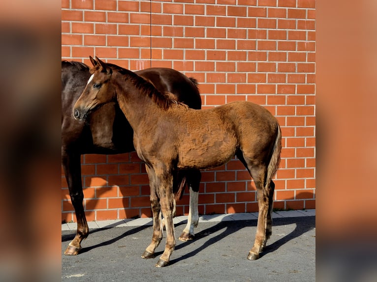Hannoveraan Merrie 1 Jaar 170 cm Donkere-vos in Ochtersum