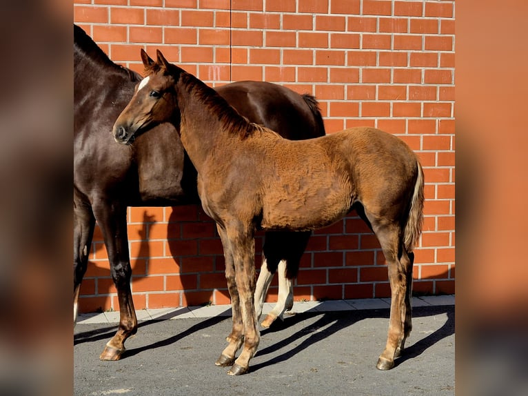 Hannoveraan Merrie 1 Jaar 170 cm Donkere-vos in Ochtersum