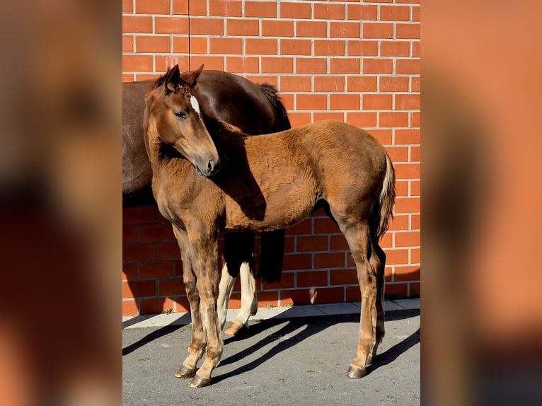 Hannoveraan Merrie 1 Jaar 170 cm Donkere-vos in Ochtersum