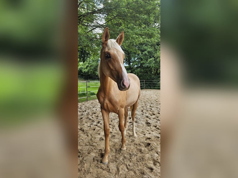 Hannoveraan Merrie 1 Jaar 170 cm Palomino in Fulda