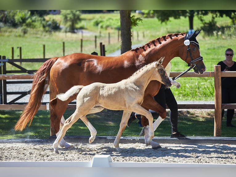 Hannoveraan Merrie 1 Jaar 170 cm Palomino in Fulda