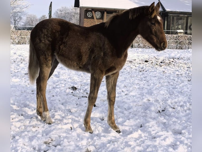 Hannoveraan Merrie 1 Jaar 170 cm Vos in Rehden