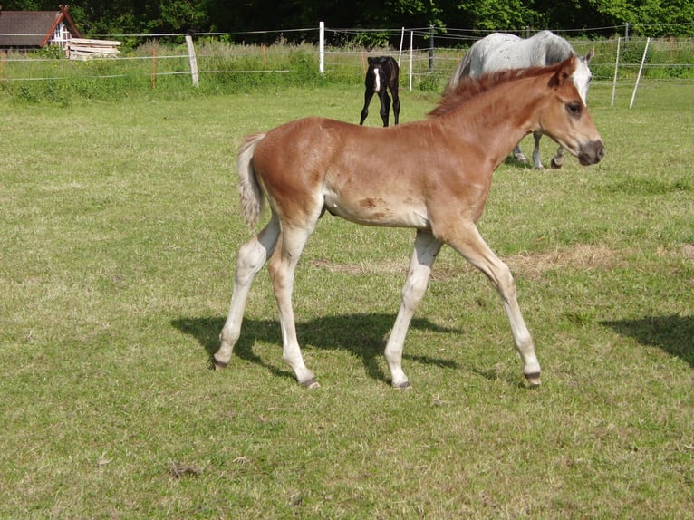 Hannoveraan Merrie 1 Jaar 170 cm Vos in Rehden