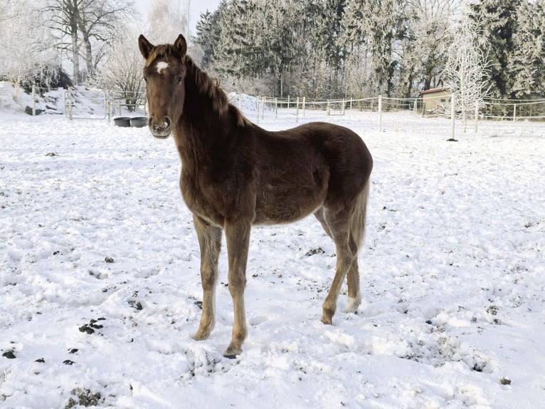Hannoveraan Merrie 1 Jaar 170 cm Vos in Rehden