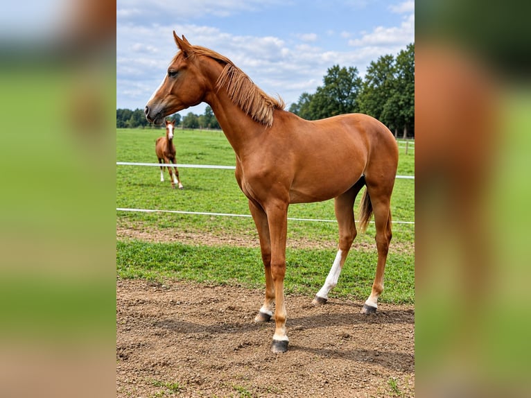 Hannoveraan Merrie 1 Jaar 170 cm Vos in Haselünne