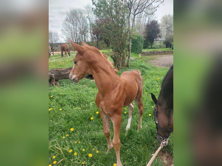 Hannoveraan Merrie 1 Jaar 170 cm Vos in Zülpich