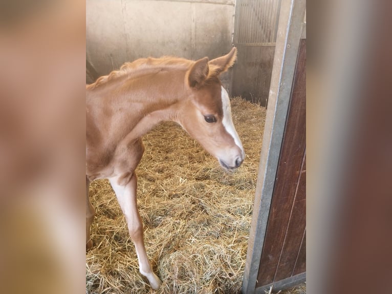 Hannoveraan Merrie 1 Jaar 170 cm Vos in Zülpich