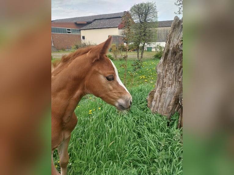 Hannoveraan Merrie 1 Jaar 170 cm Vos in Zülpich