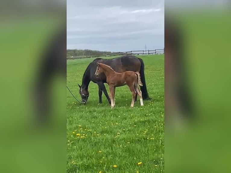 Hannoveraan Merrie 1 Jaar 170 cm Vos in Zülpich