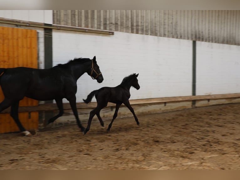 Hannoveraan Merrie 1 Jaar 170 cm Zwart in Bargstedt