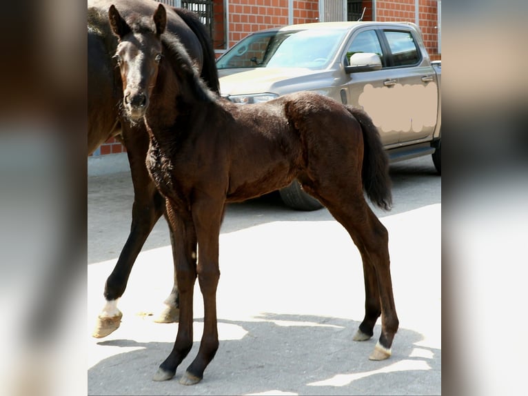 Hannoveraan Merrie 1 Jaar 170 cm Zwart in Bargstedt