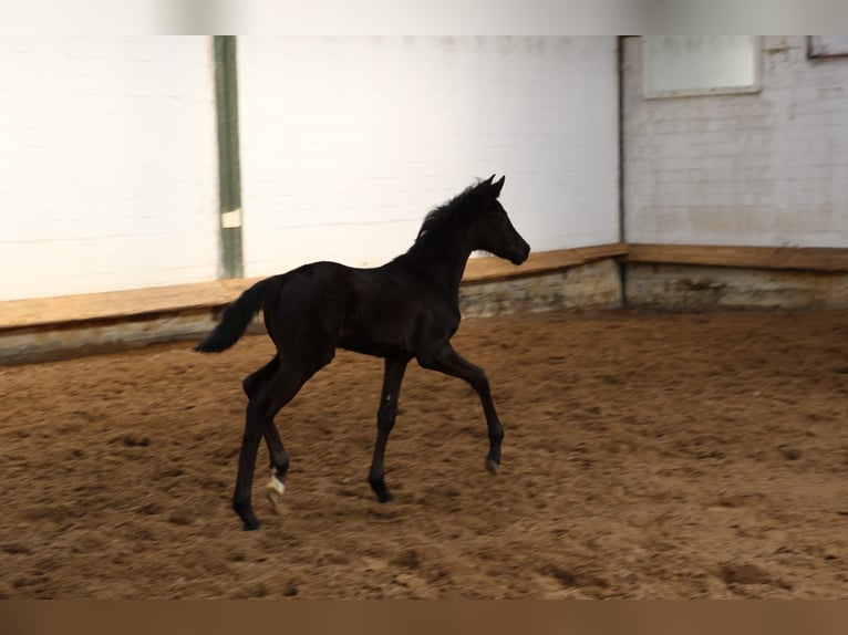 Hannoveraan Merrie 1 Jaar 170 cm Zwart in Bargstedt