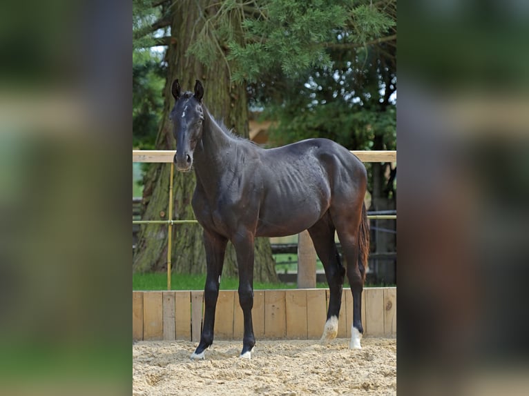 Hannoveraan Merrie 1 Jaar 170 cm Zwart in Eisingen