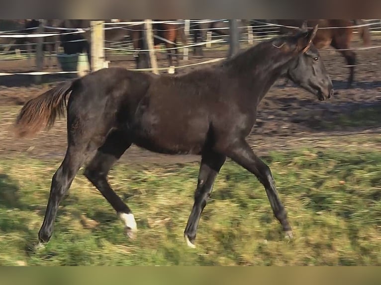 Hannoveraan Merrie 1 Jaar 170 cm Zwart in Ratekau