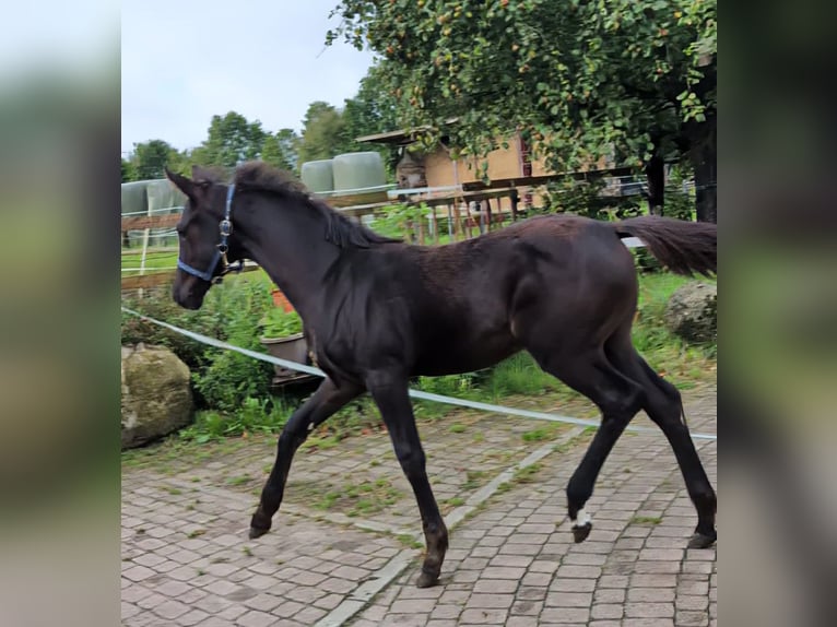 Hannoveraan Merrie 1 Jaar 170 cm Zwart in Rosengarten