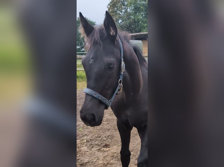 Hannoveraan Merrie 1 Jaar 170 cm Zwart in Rosengarten