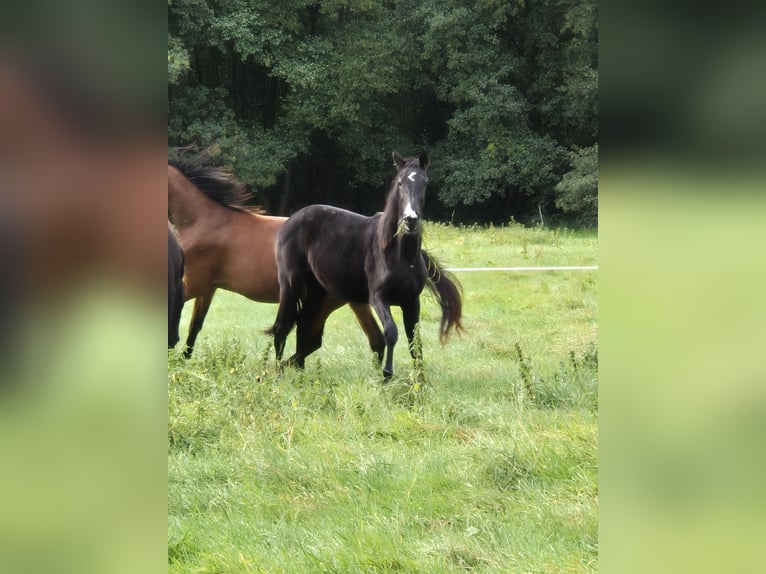 Hannoveraan Merrie 1 Jaar 170 cm Zwart in Vienenburg