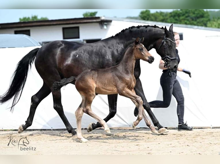 Hannoveraan Merrie 1 Jaar 170 cm Zwartbruin in Königslutter am Elm