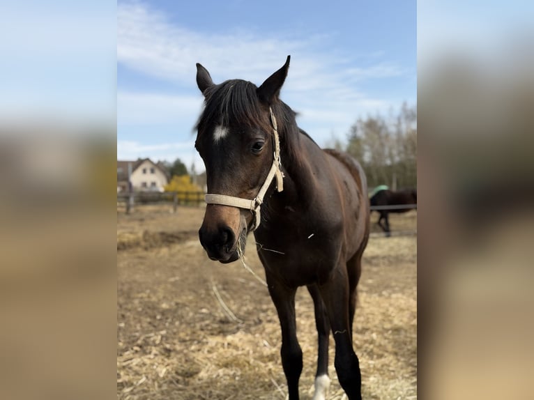 Hannoveraan Merrie 1 Jaar 170 cm Zwartbruin in Morsko
