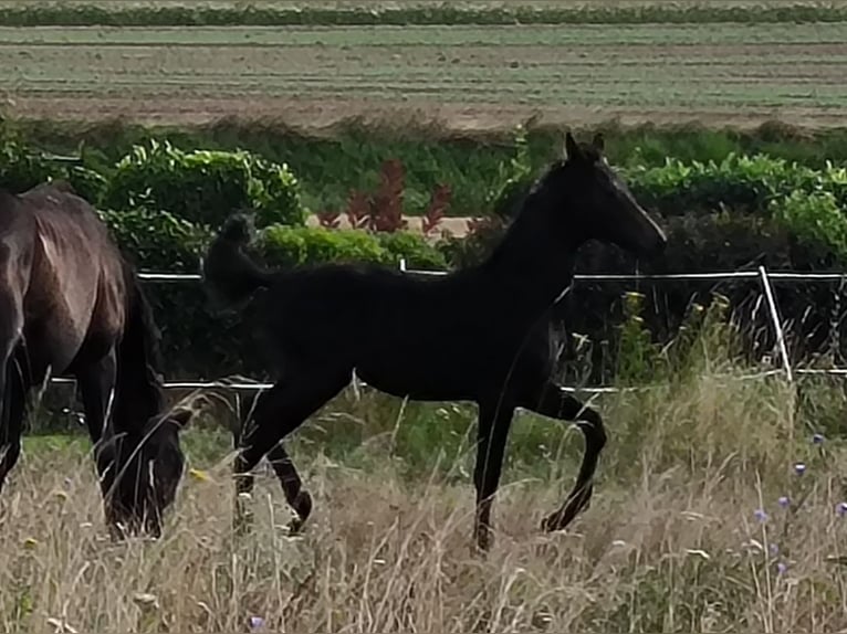 Hannoveraan Merrie 1 Jaar 170 cm Zwartbruin in Mansfeld