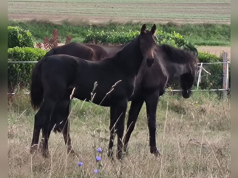 Hannoveraan Merrie 1 Jaar 170 cm Zwartbruin in Mansfeld