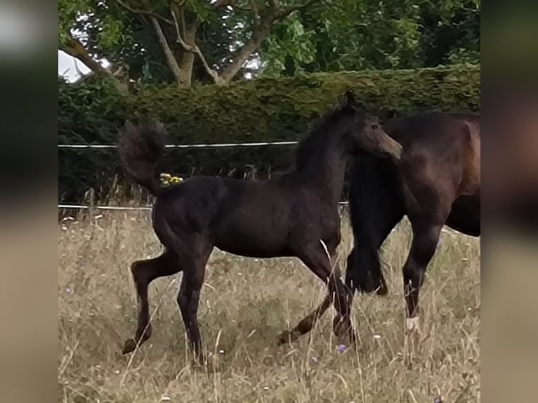 Hannoveraan Merrie 1 Jaar 170 cm Zwartbruin in Mansfeld